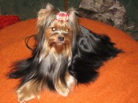 Йоркшир-терьер