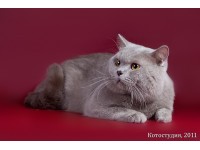 Британская короткошерстная