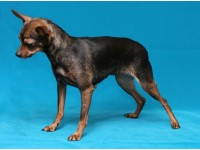 Русский той гладкошерстный