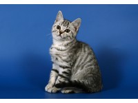 Шотландская короткошерстная