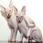 КИПЕРС ОФ ЗЕ ФАЙЕР