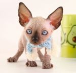 Котик Густав Д.р.15.09.2025г. РЕЗЕРВ г.Красноярск