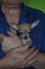 Микро мальчик Чихуахуа